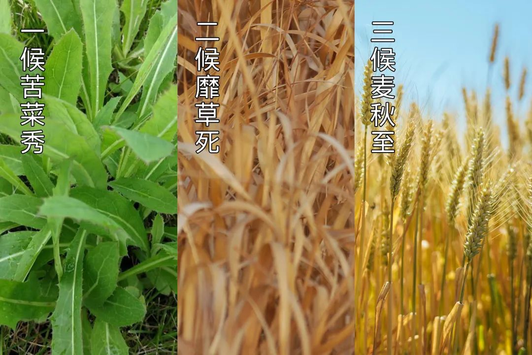 小满3.png