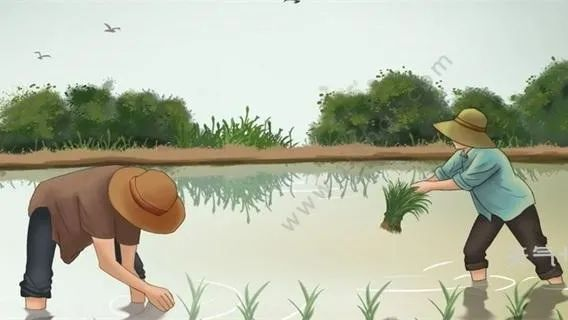 芒种4.png