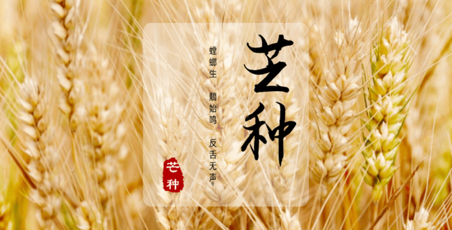 芒种2.png