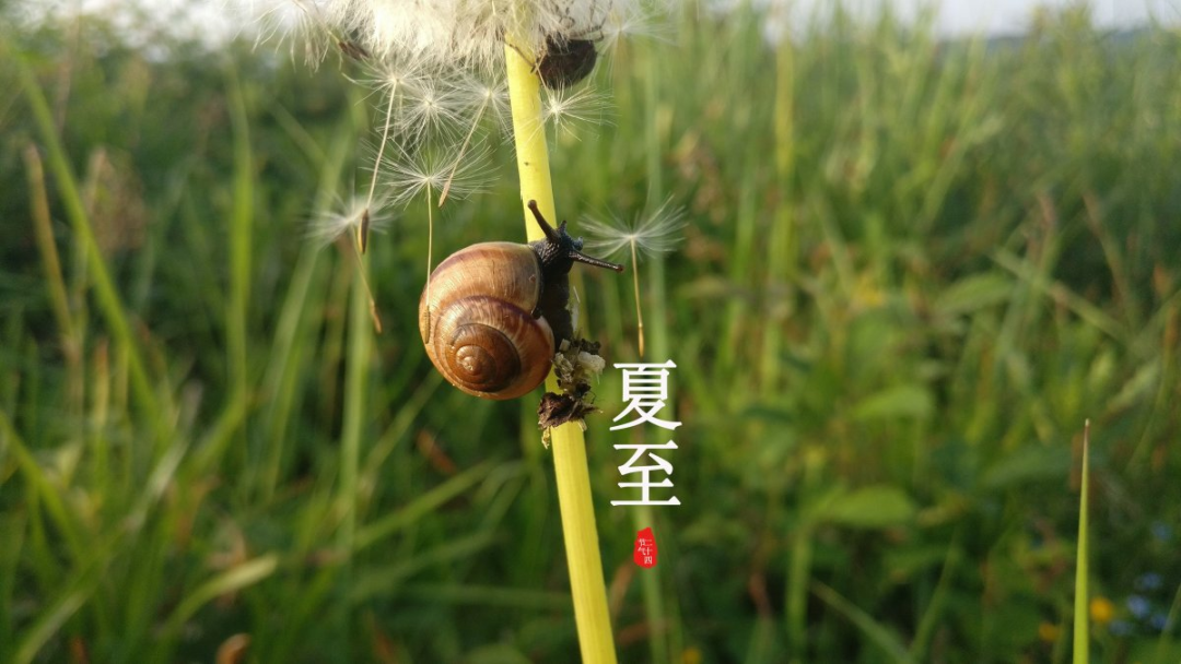 夏至1.png