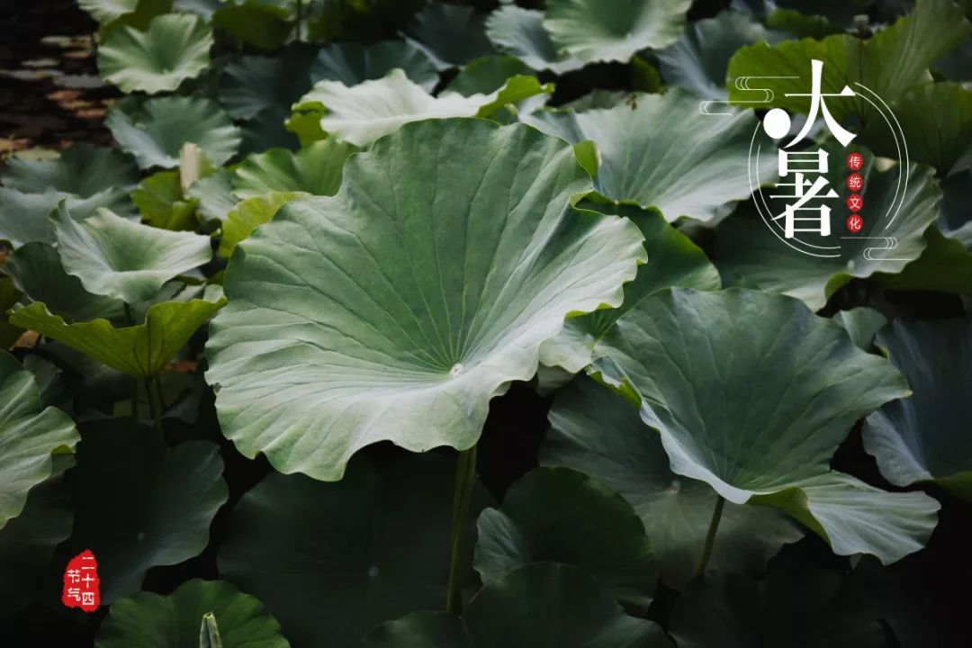 大暑1.png