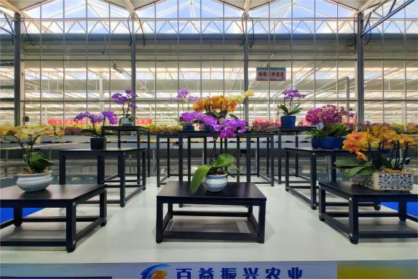 和政百益国际现代花卉产业园