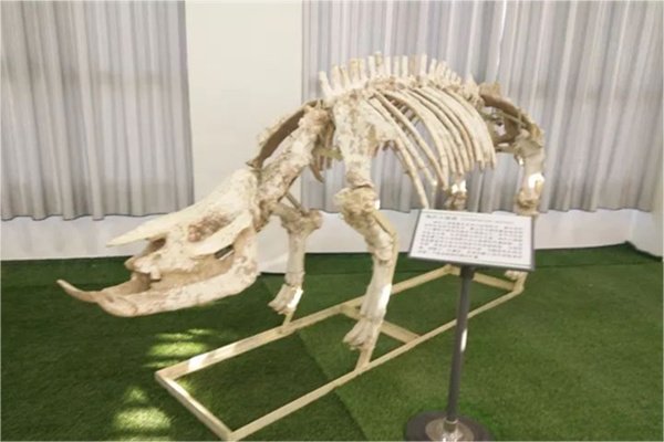 和政县渊源博物馆——化石展厅