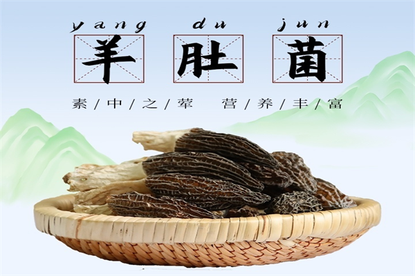 和政羊肚菌